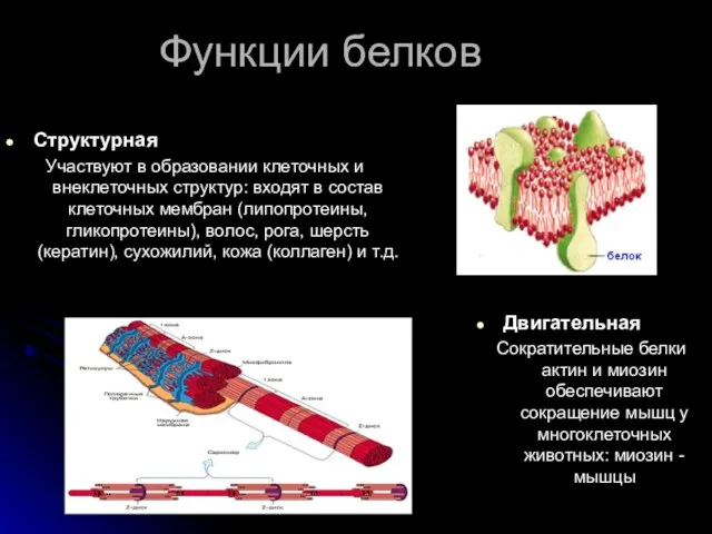 Функции белков Структурная Участвуют в образовании клеточных и внеклеточных структур: входят в