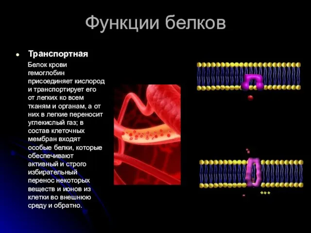 Функции белков Транспортная Белок крови гемоглобин присоединяет кислород и транспортирует его от