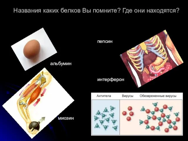 Названия каких белков Вы помните? Где они находятся? альбумин миозин пепсин интерферон