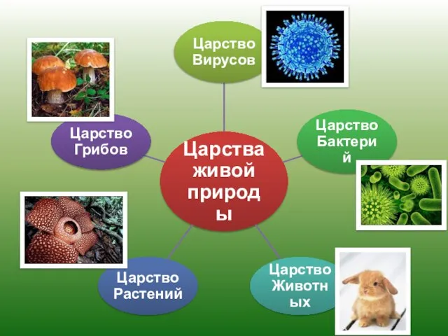 Царства живой природы Царство Вирусов Царство Бактерий Царство Животных Царство Растений Царство Грибов