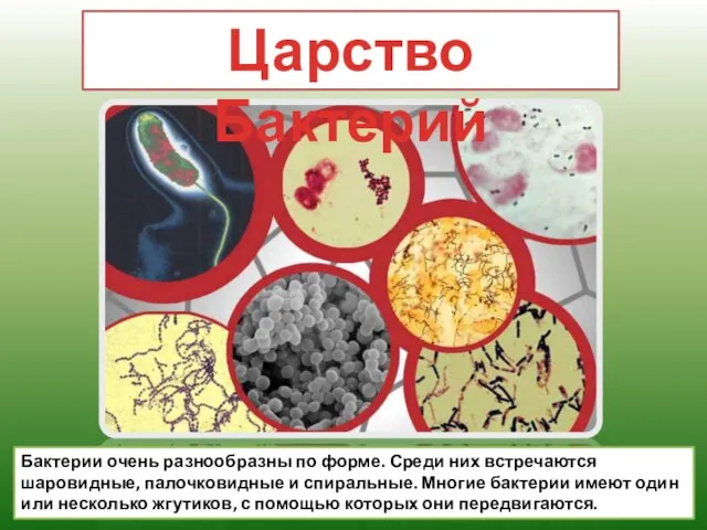 Царство Бактерий Бактерии очень разнообразны по форме. Среди них встречаются шаровидные, палочковидные