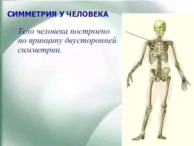 СИММЕТРИЯ У ЧЕЛОВЕКА Тело человека построено по принципу двусторонней симметрии.