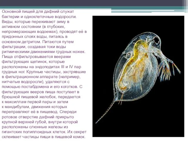 Основной пищей для дафний служат бактерии и одноклеточные водоросли. Виды, которые переживают