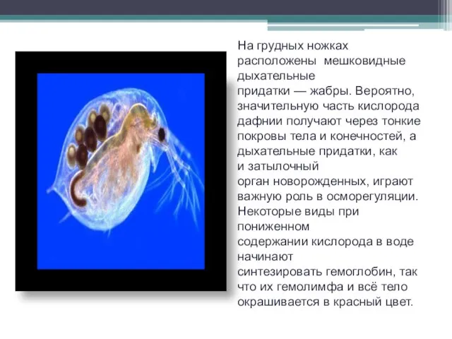 На грудных ножках расположены мешковидные дыхательные придатки — жабры. Вероятно, значительную часть