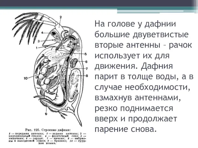 На голове у дафнии большие двуветвистые вторые антенны – рачок использует их