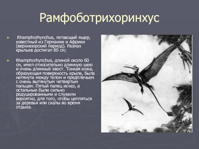 Рамфоботрихоринхус Rhamphorhynchus, летающий ящер, известный из Германии и Африки (верхнеюрский период). Размах