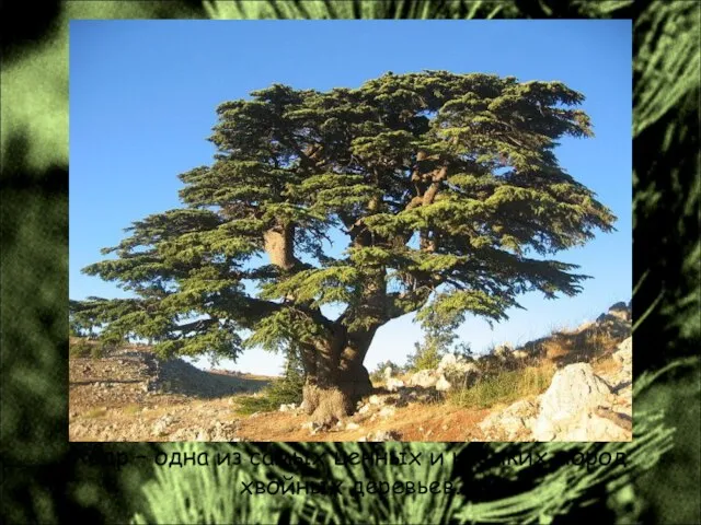 Кедр – одна из самых ценных и крепких пород хвойных деревьев.