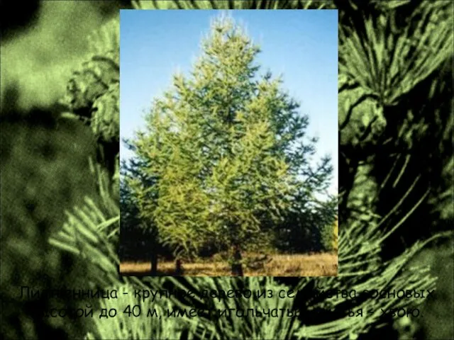 Лиственница - крупное дерево из семейства сосновых высотой до 40 м, имеет игольчатые листья - хвою.