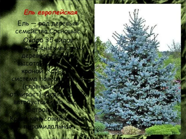 Ель европейская Ель — род деревьев семейства Сосновые. Около 35 видов вечнозелёных