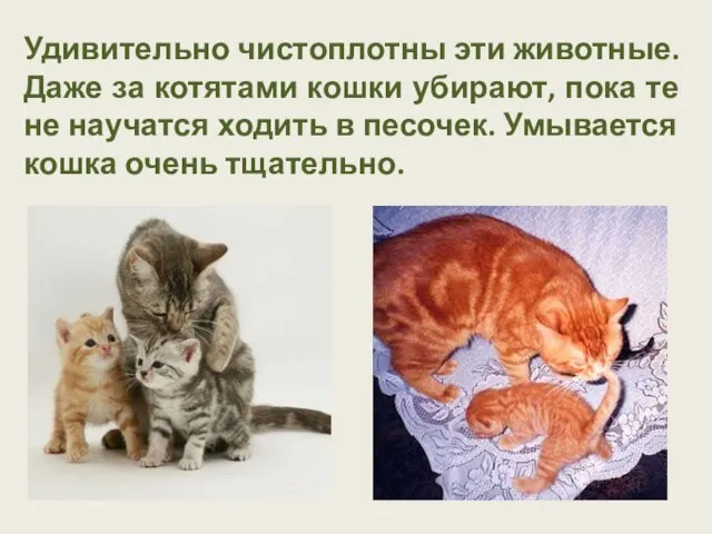 Удивительно чистоплотны эти животные. Даже за котятами кошки убирают, пока те не