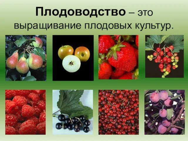 Плодоводство – это выращивание плодовых культур.