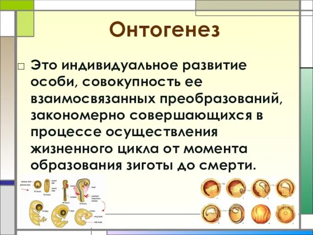 Онтогенез Это индивидуальное развитие особи, совокупность ее взаимосвязанных преобразований, закономерно совершающихся в