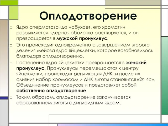 Оплодотворение Ядро сперматозоида набухает, его хроматин разрыхляется, ядерная оболочка растворяется, и он