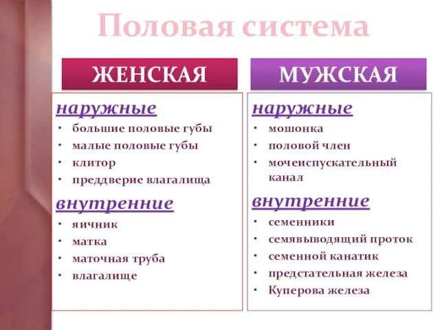 Половая система наружные большие половые губы малые половые губы клитор преддверие влагалища