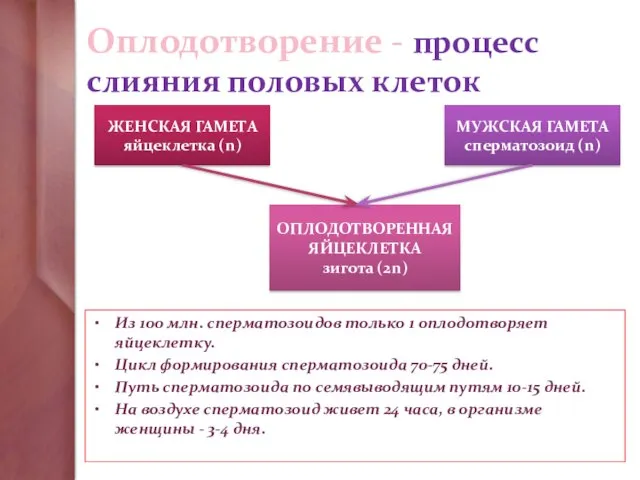 Оплодотворение - процесс слияния половых клеток Из 100 млн. сперматозоидов только 1