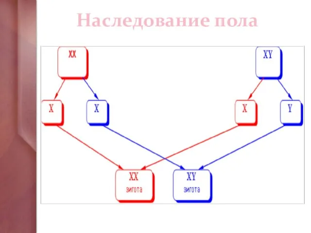 Наследование пола