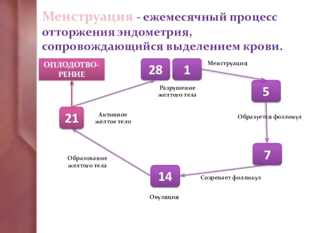 Менструация - ежемесячный процесс отторжения эндометрия, сопровождающийся выделением крови. ОПЛОДОТВО-РЕНИЕ 21 28