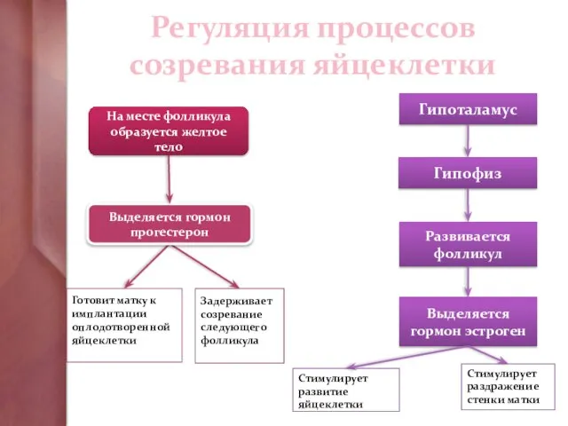 Регуляция процессов созревания яйцеклетки На месте фолликула образуется желтое тело Выделяется гормон