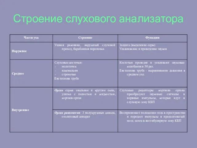 Строение слухового анализатора