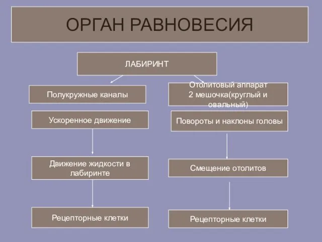 ЛАБИРИНТ Полукружные каналы Ускоренное движение Движение жидкости в лабиринте Рецепторные клетки Отолитовый