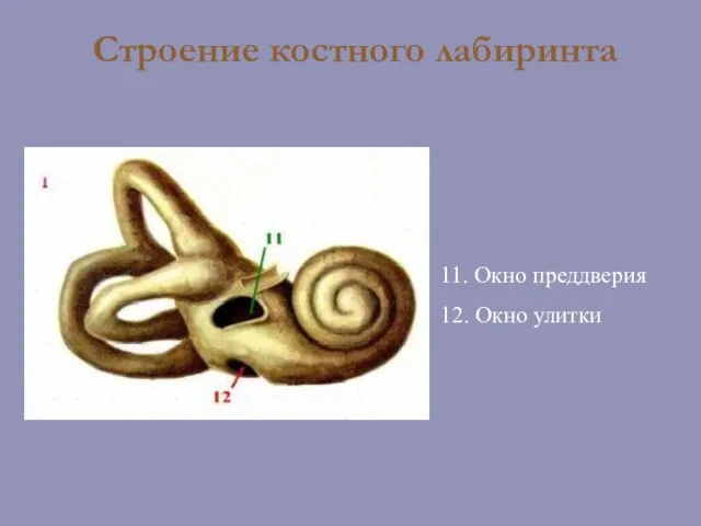 Строение костного лабиринта 11. Окно преддверия 12. Окно улитки