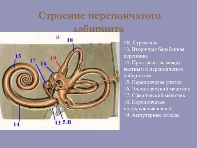 Строение перепончатого лабиринта 5В. Стремечко 13. Вторичная барабанная перепонка 14. Пространство между