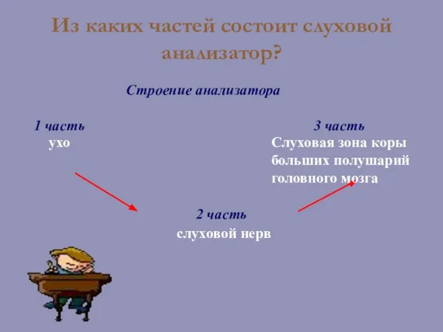 Из каких частей состоит слуховой анализатор? Строение анализатора 1 часть 3 часть