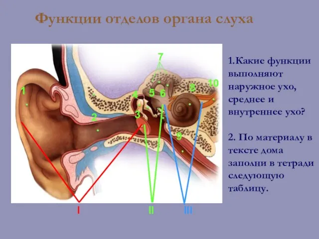 I II III C помощью текста (с.80-81) и рисунка ответьте на вопросы: