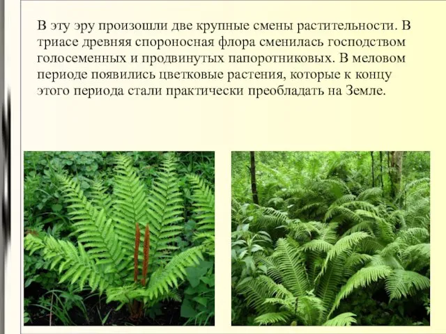 В эту эру произошли две крупные смены растительности. В триасе древняя спороносная