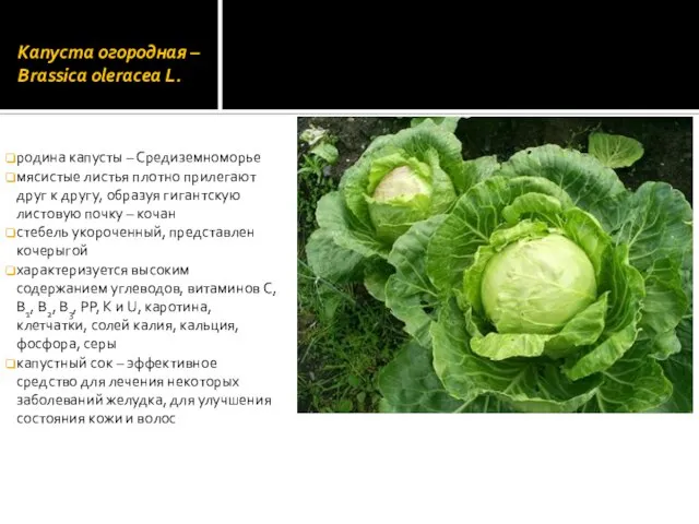 Капуста огородная – Brassica оlеrасеа L. родина капусты – Средиземноморье мясистые листья