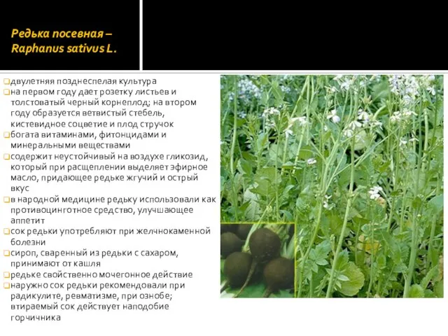 Редька посевная – Raphanus sativus L. двулетняя позднеспелая культура на первом году