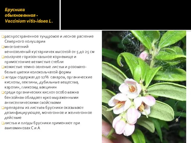 Брусника обыкновенная - Vaccinium vitis-idaea L. распространенное тундровое и лесное растение Северного