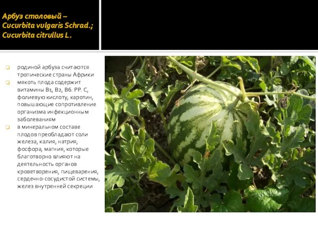 Арбуз столовый – Cucurbita vulgaris Schrad.; Cucurbita citrullus L. родиной арбуза считаются