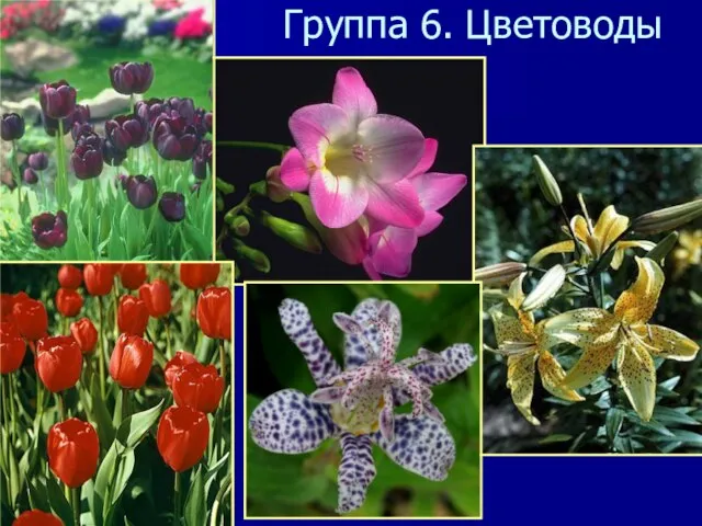 Группа 6. Цветоводы