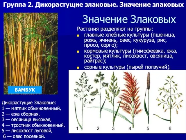 Значение Злаковых Растения разделяют на группы: главные хлебные культуры (пшеница, рожь, ячмень,