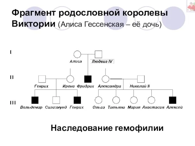 Фрагмент родословной королевы Виктории (Алиса Гессенская – её дочь) Наследование гемофилии