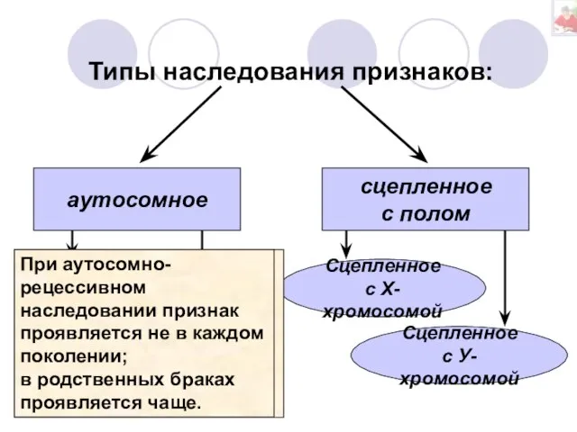 Типы наследования признаков: аутосомное сцепленное с полом доминантное рецессивное Сцепленное с У-хромосомой