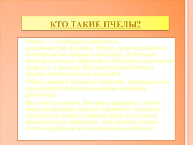 Кто такие пчелы? Пчелы — летающие насекомые надсемейства Apoidea. Пчёлы приспособились питаться