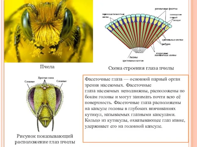 Рисунок показывающий расположение глаз пчелы Схема строения глаза пчелы Пчела Фасеточные глаза
