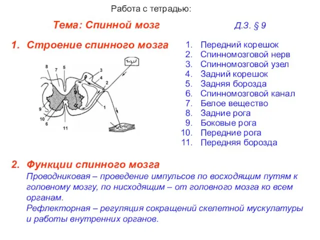 Тема: Спинной мозг Д.З. § 9 Работа с тетрадью: Строение спинного мозга