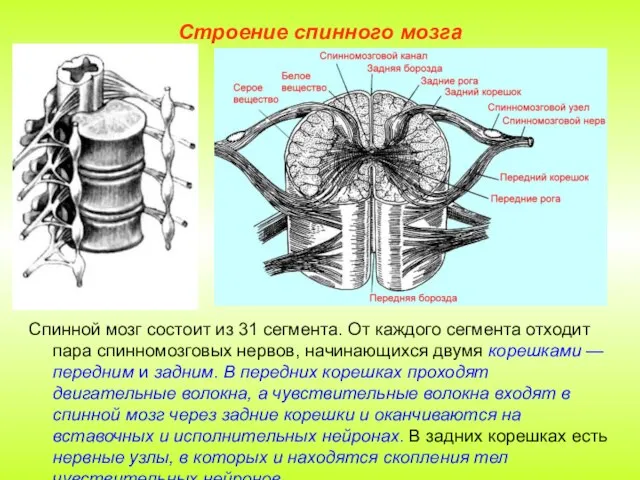 Строение спинного мозга Спинной мозг состоит из 31 сегмента. От каждого сегмента