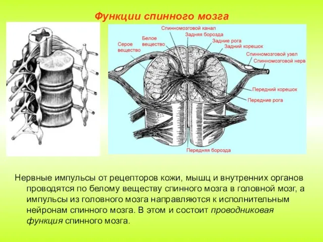 Функции спинного мозга Нервные импульсы от рецепторов кожи, мышц и внутренних органов