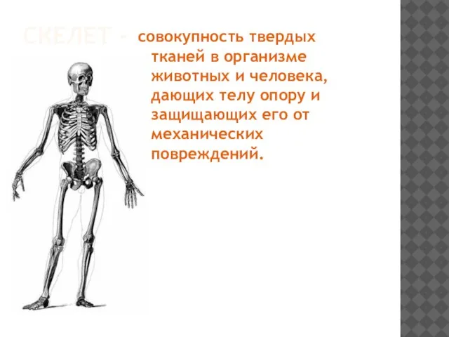 Скелет - совокупность твердых тканей в организме животных и человека, дающих телу