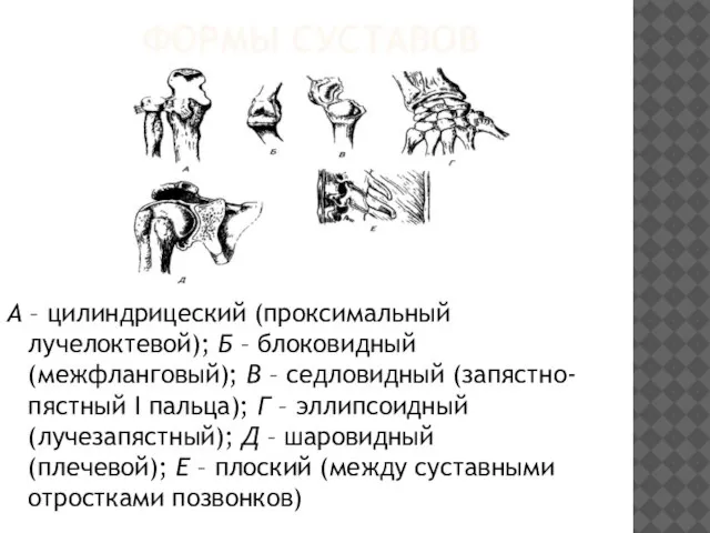 Формы суставов А – цилиндрицеский (проксимальный лучелоктевой); Б – блоковидный (межфланговый); В