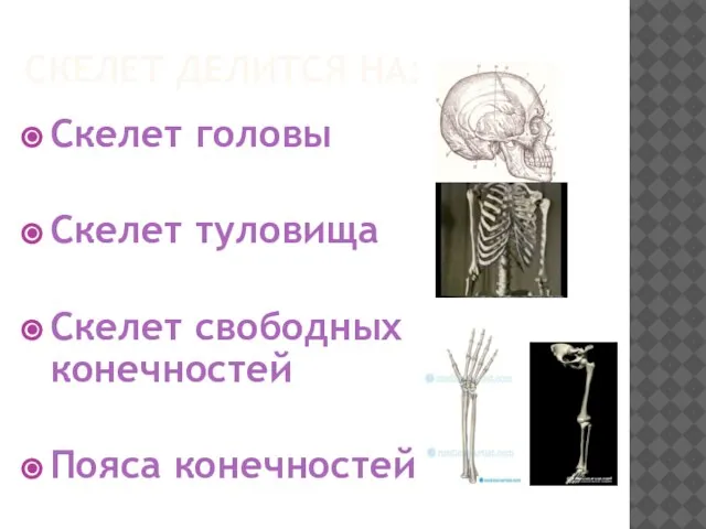 Скелет делится на: Скелет головы Скелет туловища Скелет свободных конечностей Пояса конечностей