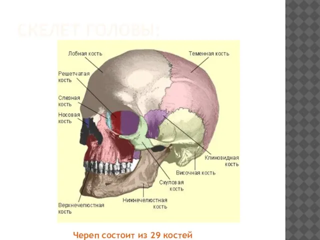 Скелет головы: Череп состоит из 29 костей