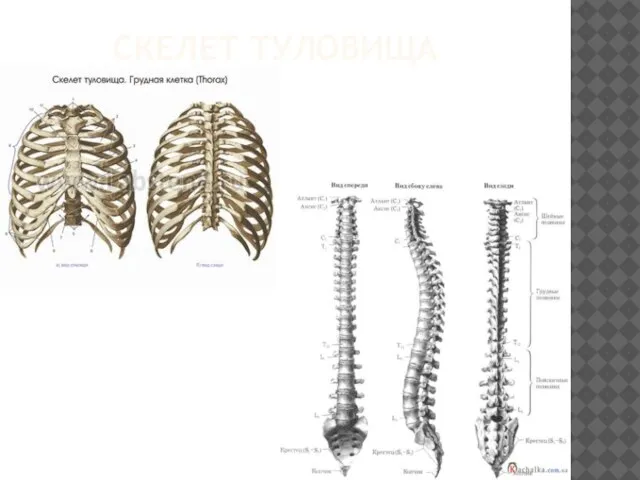 Скелет туловища