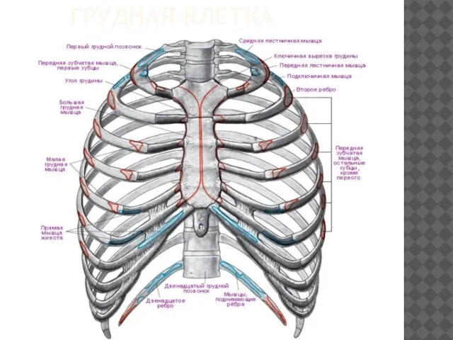 Грудная клетка