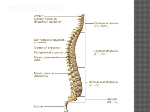 позвоночник
