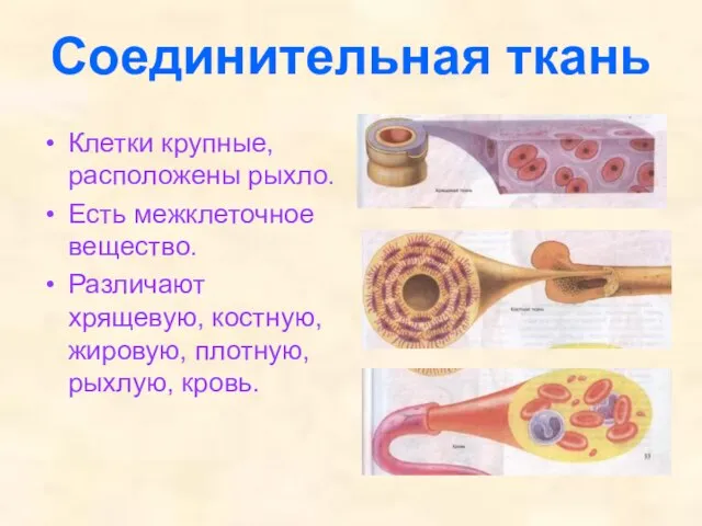 Соединительная ткань Клетки крупные, расположены рыхло. Есть межклеточное вещество. Различают хрящевую, костную, жировую, плотную, рыхлую, кровь.